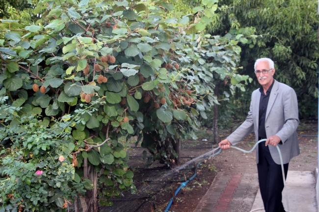 Bingöl'de ilk kez kivi yetiştirildi